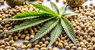 Discover the Advantages of Autoflower Weed Seeds Discover the Advantages of Autoflower Weed Seeds